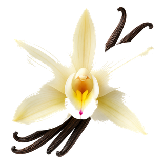 Vanilla